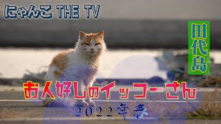 お人好しのイッコーさん：田代島しまねこ物語