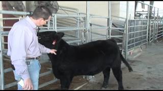 Jason Cleere - Youth Beef Cattle Program - Injection Site and Health