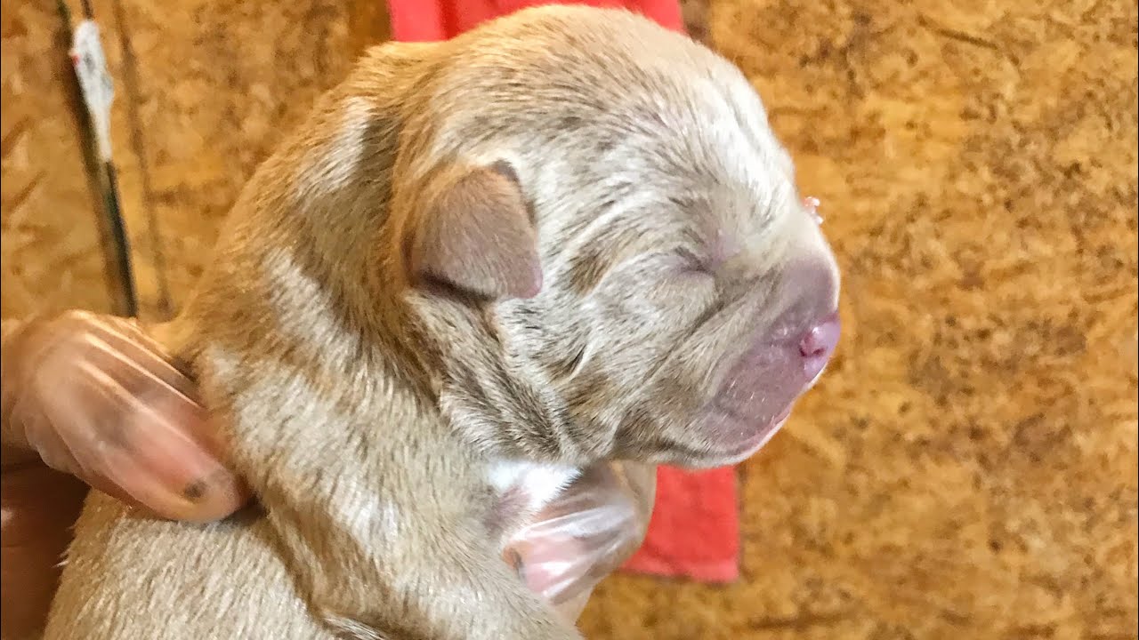 American Bully Giving Birth YouTube