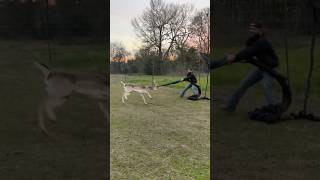 Men Risk It All To Free Tangled Deer