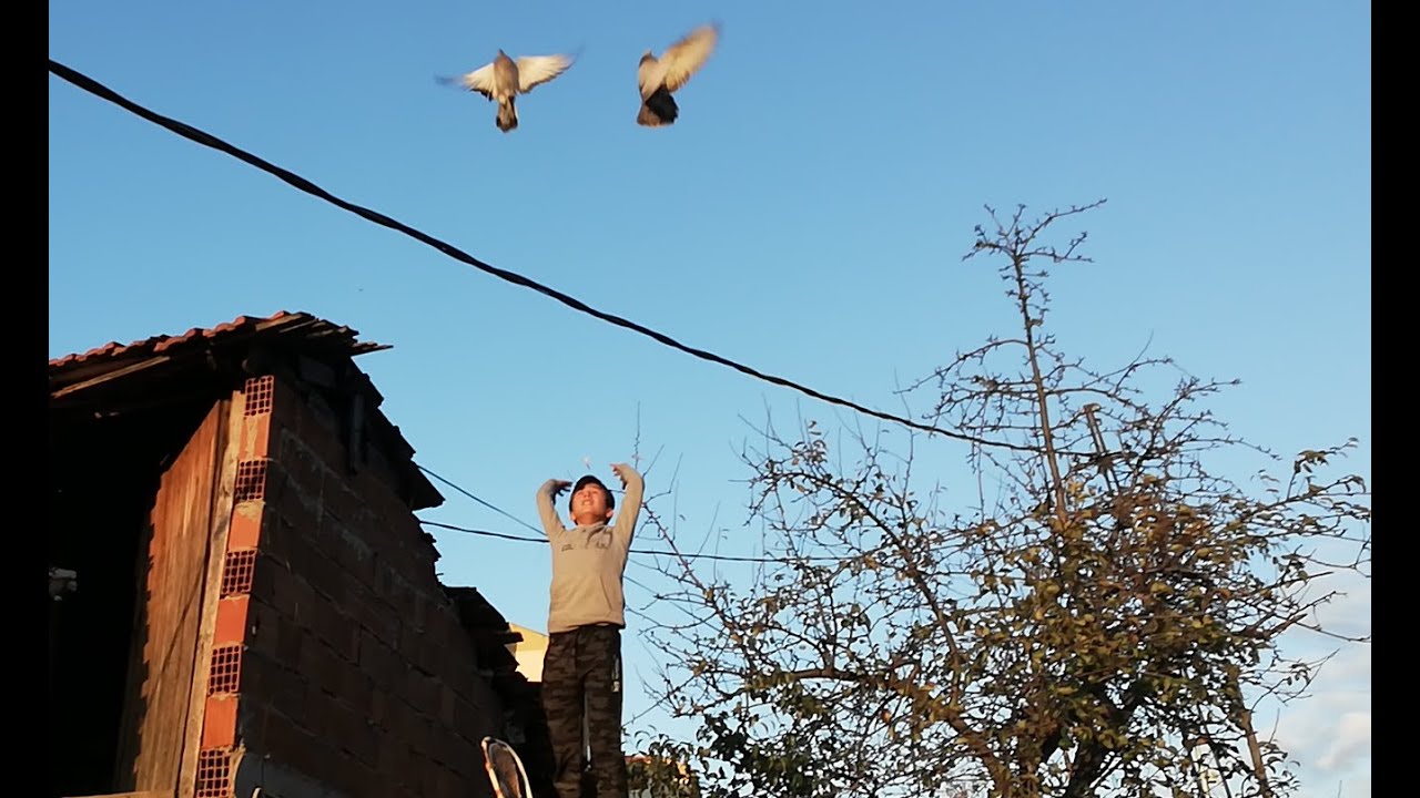 Aydıncanın Kuşlarına ve Kümesine Hayran Kalacaksınız. Maltepe, Başıbüyük Taklacı Güvercin Kümesleri