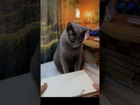 미션내용 설명 듣고 이해하는 고양이 게임 춤