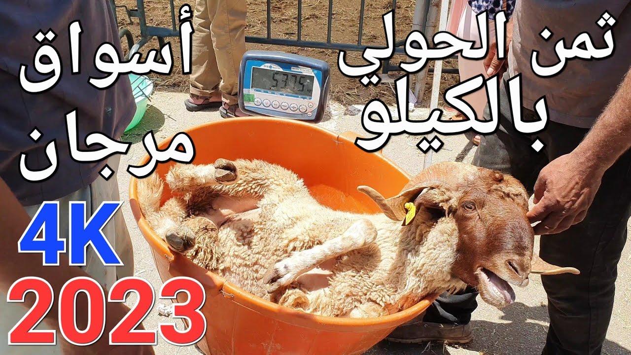 أثمنة خروف العيد. أسواق مرجان 11/06/2023 و ها باش تيْطيح الحولي