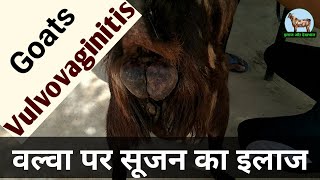 vulvovaginitis in goats treatment बकरी की वल्वा पर सूजन का इलाज / बकरी का इलाज