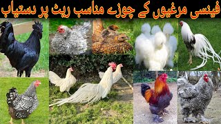 Fancu Hen Different Breeds Chikes Available 🐥 Special offer 🦃🐥 Mashalah Cargo Available ha