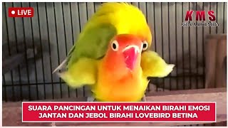 SUARA PANCINGAN UNTUK MENAIKAN BIRAHI EMOSI JANTAN DAN JEBOL BIRAHI LOVEBIRD BETINA