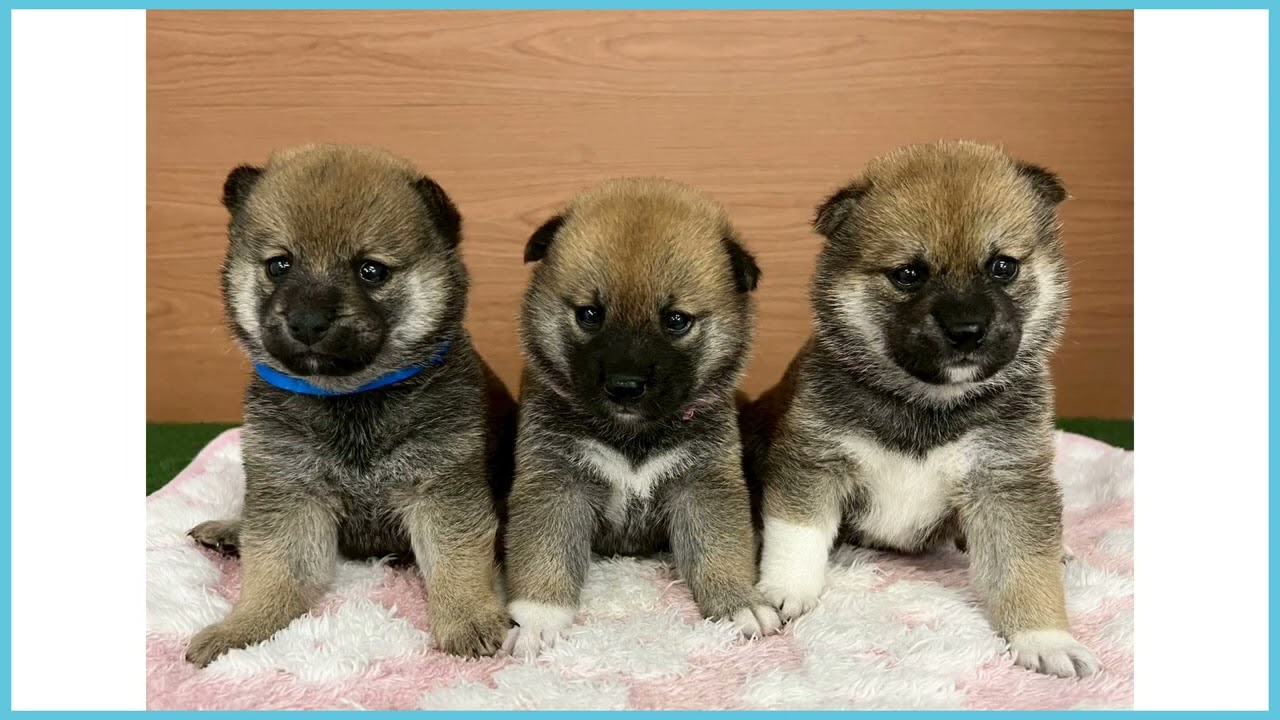 758470 柴犬 - YouTube