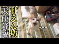【緊急保護5日】元気のなかった野良猫に沢山愛情を注いだらこうなりました