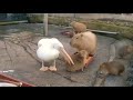 Pelicant eat a capybara
