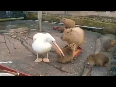 Pelicant Eat A Capybara