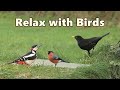 Relaxing Videos for Cats, People and Dogs to Watch ~ Birds at The Edge of The Woods ⭐ NEW 8 HOURS ⭐