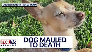 Pet Chihuahua mauled to death by larger dog at Florida park