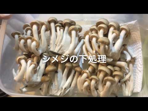 シメジの下処理