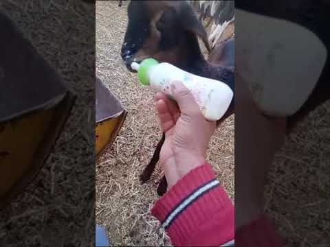 يوميات الأخ بغداد مع الغنم دعموني بي شتراك لاتبخلو عليا