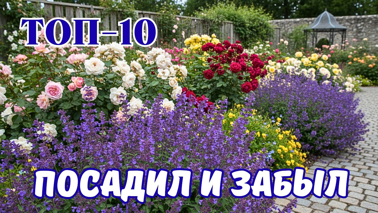 🌺Мой ТОП - 10 растений для  МАЛОУХОДНОГО  сада. Сад для жизни, а не для работы!