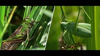 How to Identify Insects by Their Sounds