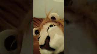 Download Lagu Leo the Lion is still a Cat! 🐱 #cat MP3