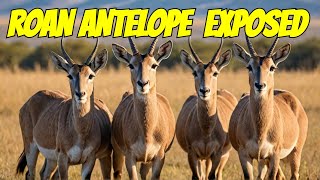 Discover The Majestic Roan Antelope Of Kenya