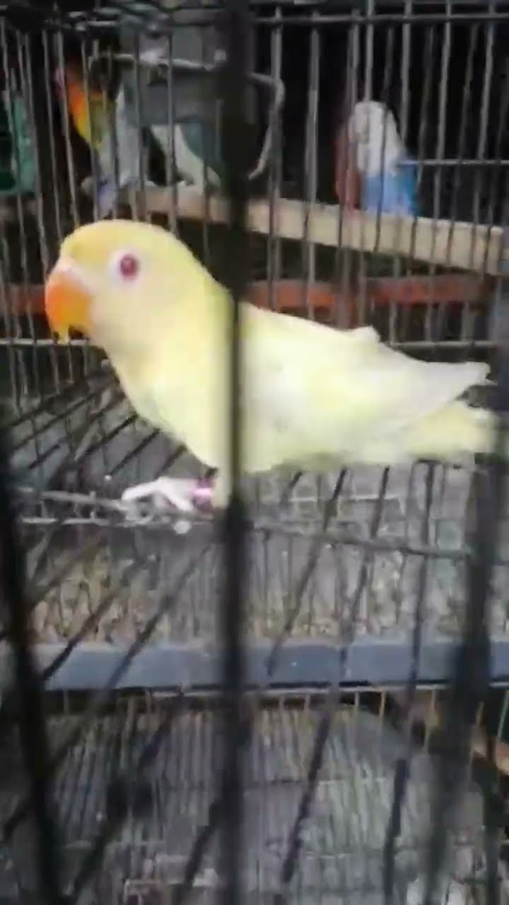 Abb Ya Kon Sa Parrot Ha animalsandbirds viral parrottalking parrots Abb Ya Kon Sa Parrot Ha animalsandbirds viral parrottalking parrots