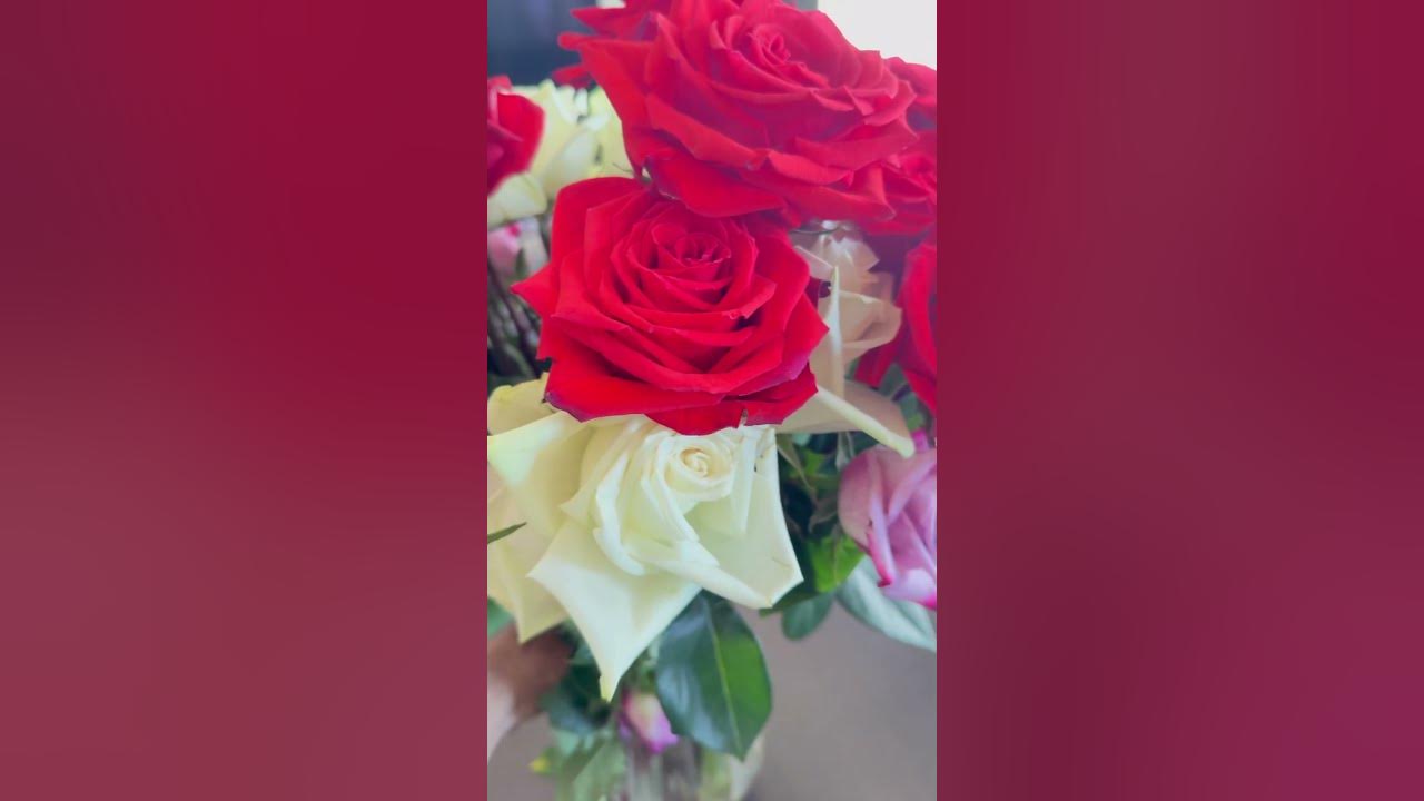 Lovely Roses Flowers & Song #flowers #lovely #rose #song Lovely Roses Flowers & Song #flowers #lovely #rose #song