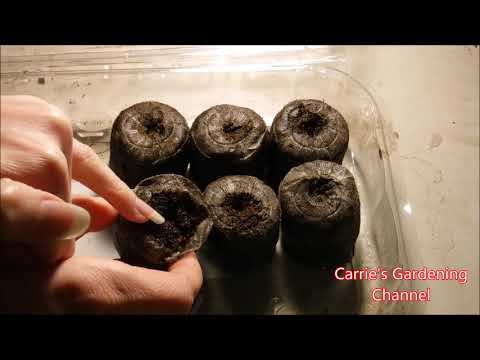 Vídeo: Como semear sementes de asarina?