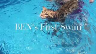 Ben's First Swimming lesson  Bengal cat swimming