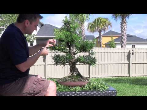 Hoe te Bonsai - Podocarpus Styling