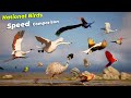 National Bird Speed Comparison | National Birds by countries #speed