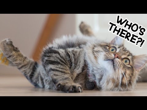 Funniest Cats 😹 - keep you smiling #2 