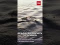Дельфіни патрульні Так але тільки в Чорному морі Дельфіни патрульні Так але тільки в Чорному морі