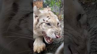 Amazing Animal Growth Journey Of Tiger, Rhino And Cow