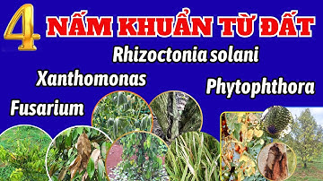Tổng hợp 4 nấm khuẩn gây hại cây trồng từ đất | Fusarium | Phytophthora | Rhizoctonia | Xanthomonas