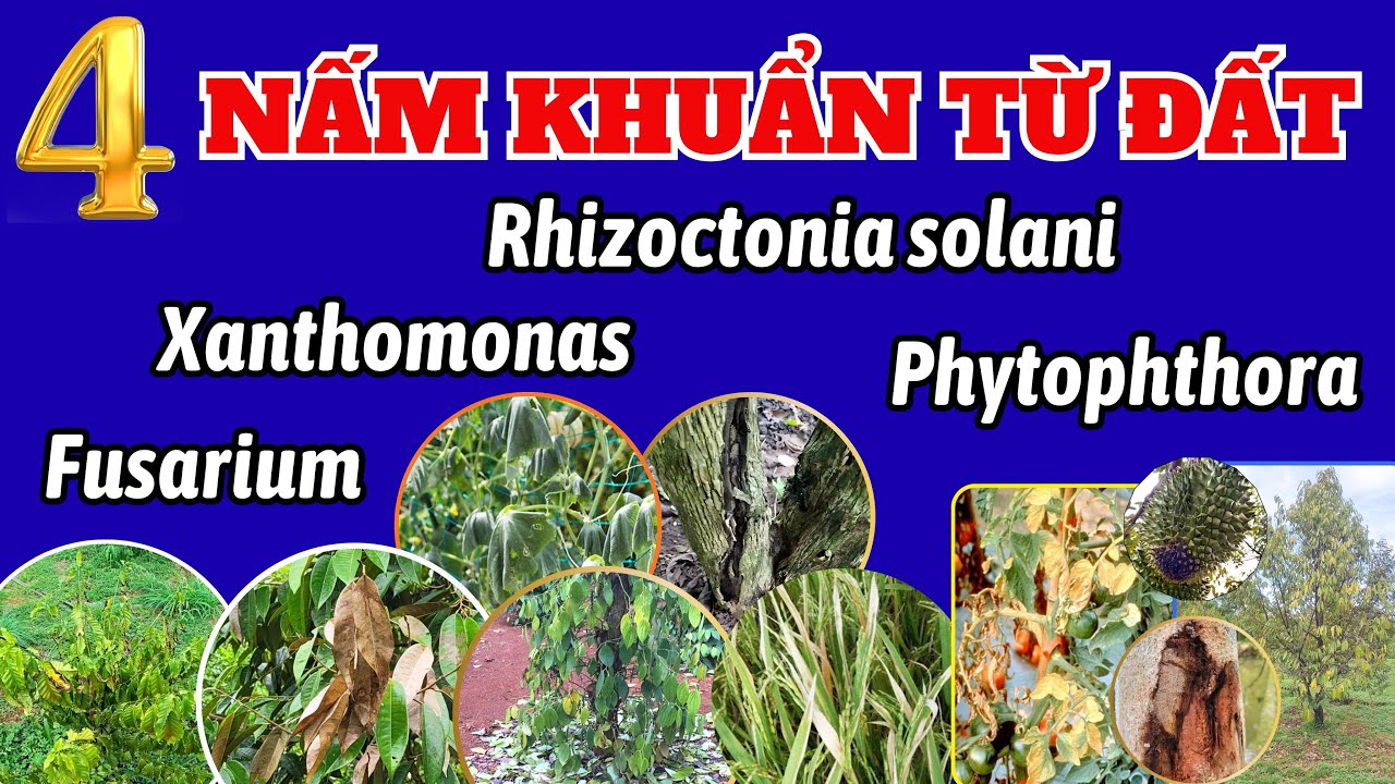 Tổng hợp 4 nấm khuẩn gây hại cây trồng từ đất | Fusarium | Phytophthora | Rhizoctonia | Xanthomonas