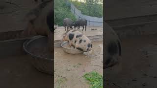 How Pig wash their Butt