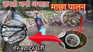 कस्तो भयो त असला माछा पालन ??Asala fish farming ।। शेर बहादुर घर्ती के भन्नुहुन्छ ? हेर्नुस्