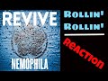 NEMOPHILA - ROLLIN&#39; ROLLIN&#39; | DRUMMER REACTS | CRAZY INSANE BASS!!