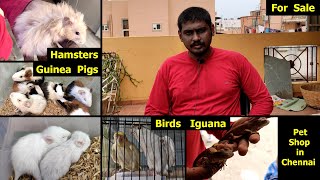 Hamsters, Guinea Pigs, Birds, Rabbits, Iguana  PETS for Sale in CHENNAI  Chennai Hamsters  v.a.k