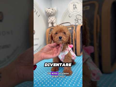 MERIDA — Pudel Toy