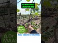 Remove the extra shoots #vine #fruits #tiktok