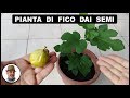 PIANTA DI FICO DAL SEME metodo semplicissimo