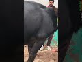 Shayad koi mila gaya #heer #heermusic #newsong #haryanvisong #love #cow #bafflos #bull #beff #buffal