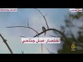 طائر العسل يرشد الانسان الى خلية النحل اختصار عسل جناحي طائر العسل يرشد الانسان الى خلية النحل اختصار عسل جناحي