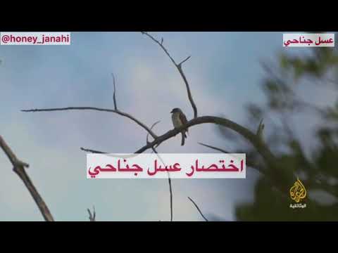 طائر العسل يرشد الانسان الى خلية النحل اختصار عسل جناحي
