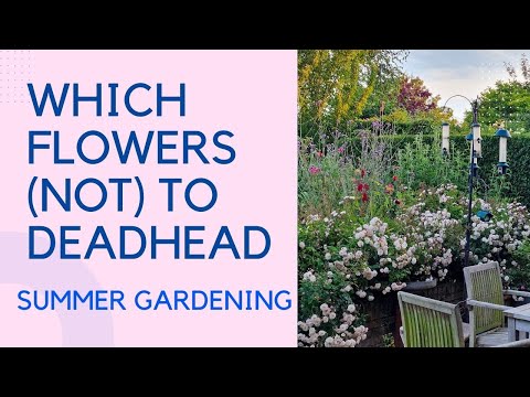 Vídeo: Should You Deadhead Foxgloves: consells sobre plantes Deadheading Foxglove