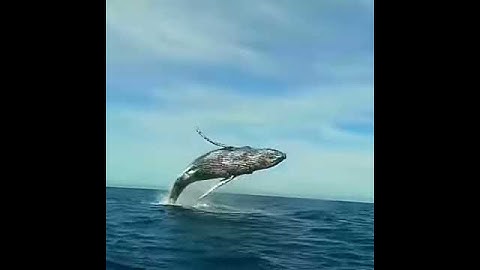 Ballena jorobada saltando, Baja California Sur 2017