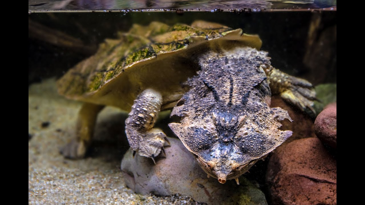 Tortuga Matamata sale del agua