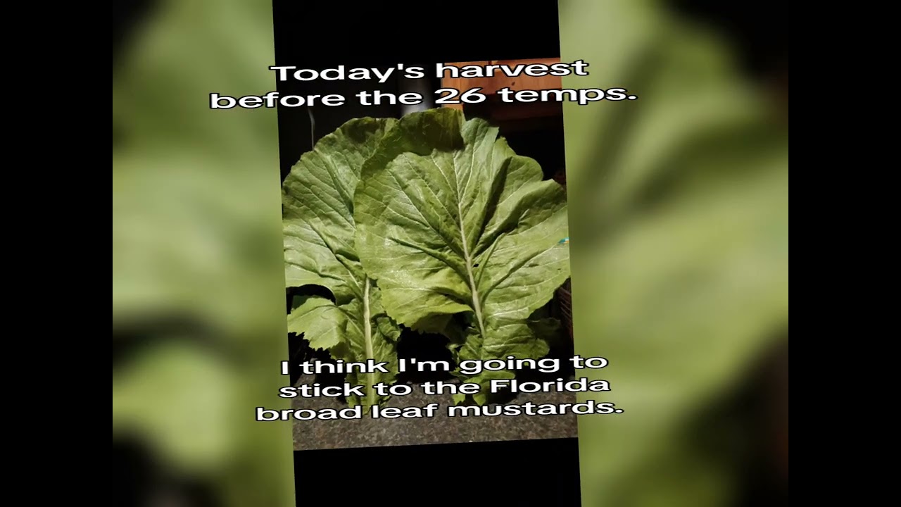 The harvest before the freeze tomorrow. 