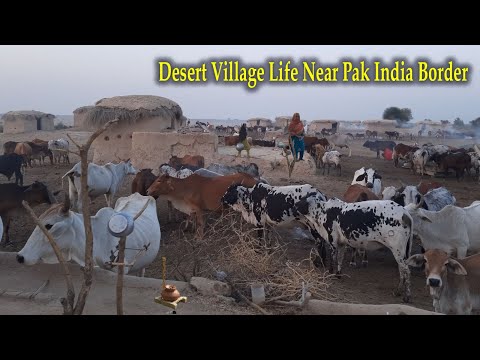 Typical Desert Village Life Near Pakistan India Border || Desert People Daily Routine || Mud Houses
