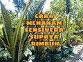 CARA MENANAM SENSIVERA BIAR KELIHATAN RIMBUN