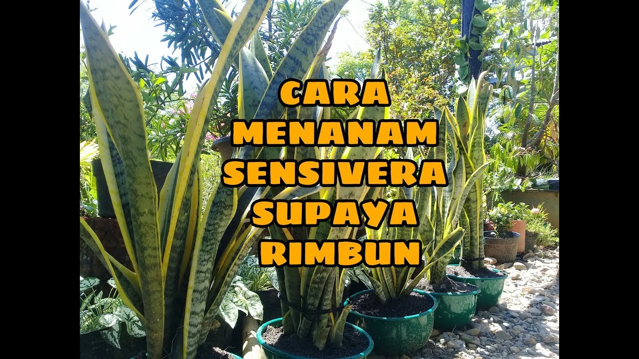 CARA MENANAM SENSIVERA BIAR KELIHATAN RIMBUN 